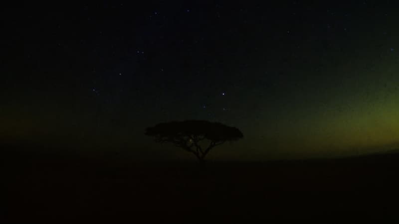 Mti wa mgunga peke yake chini ya anga la nyota kwenye uwanda wa Serengeti usiku